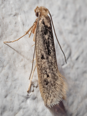 Tinea pallescentella