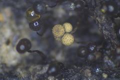 Cribraria intricata