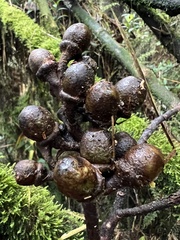 Ocotea caesariata