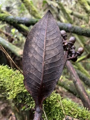 Ocotea caesariata