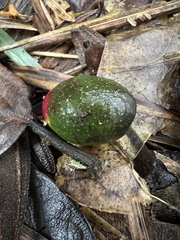 Ocotea caesariata