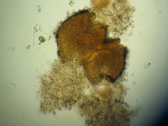 Paranectria oropensis