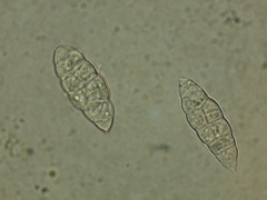 Paranectria oropensis