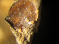 Paranectria oropensis