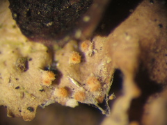 Paranectria oropensis