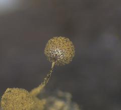 Cribraria intricata
