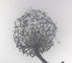 Cribraria intricata