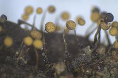 Cribraria intricata