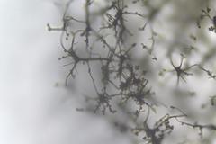 Cribraria intricata