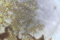 Cribraria intricata