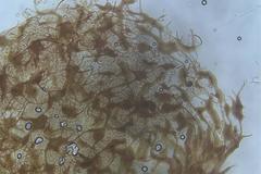 Cribraria intricata