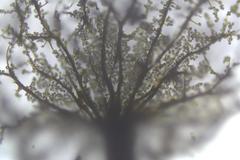 Cribraria intricata