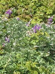 Lupinus chamissonis