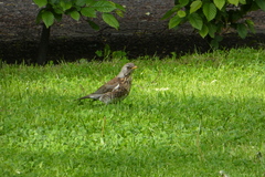 Turdus pilaris