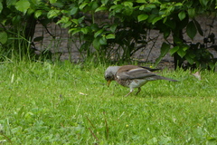 Turdus pilaris