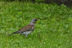 Turdus pilaris