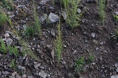 Descurainia kenheilii