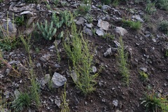 Descurainia kenheilii