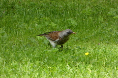 Turdus pilaris