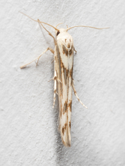 Stathmopoda acontias