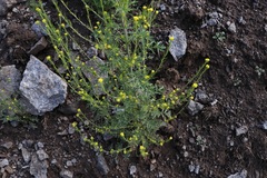 Descurainia kenheilii