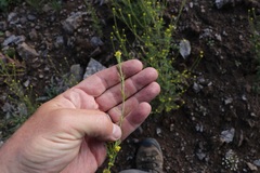 Descurainia kenheilii