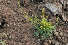 Descurainia kenheilii