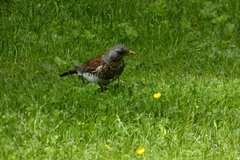 Turdus pilaris