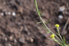 Descurainia kenheilii