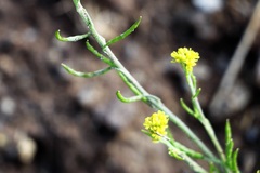 Descurainia kenheilii