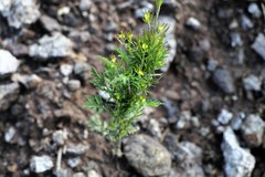 Descurainia kenheilii