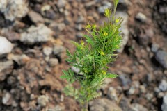 Descurainia kenheilii