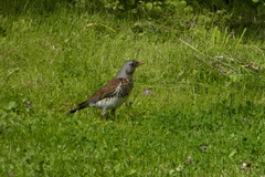 Turdus pilaris