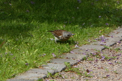 Turdus pilaris