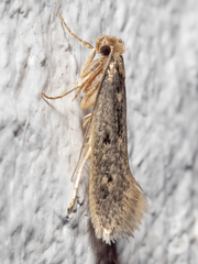 Tinea pallescentella