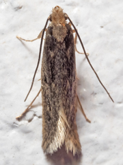 Tinea pallescentella