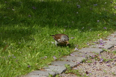 Turdus pilaris