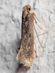 Tinea pallescentella