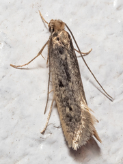 Tinea pallescentella