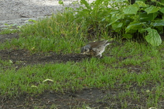 Turdus pilaris