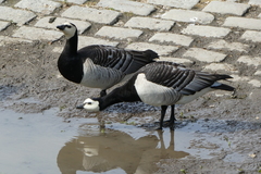 Branta leucopsis