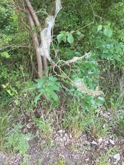 Malacosoma americana