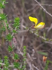 Aspalathus tenuissima