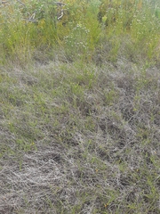 Aspalathus tenuissima