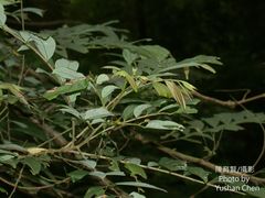 Glochidion acuminatum