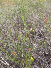 Aspalathus tenuissima