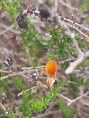 Aspalathus tenuissima