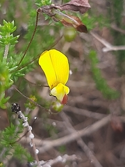 Aspalathus tenuissima