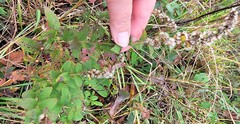 Eupatorium pilosum