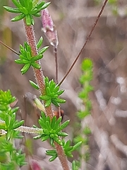 Aspalathus tenuissima